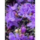 Veilchenblauer Rhododendron Impeditum im großen...