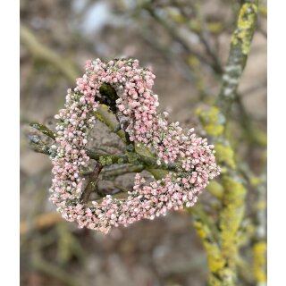 Schleierkraut Herz im zarten puderrosa~ ca 17 cm ~ farbechte Deko ~ Floristik