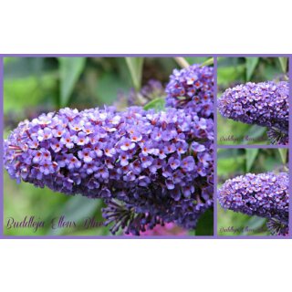 Buddleja Ellens Blue 60/100 cm im großen Topf~ Schmetterlingsflieder~ Duft