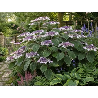 Samthortensie Hydrangea sargentiana XL 3 Liter Topf 30/40cm– außergewöhnliche Schönheit für den Halbschatten
