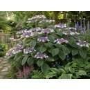 Samthortensie Hydrangea sargentiana XL 3 Liter Topf...