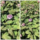 Samthortensie Hydrangea sargentiana XL 3 Liter Topf 30/40cm– außergewöhnliche Schönheit für den Halbschatten