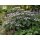 Samthortensie Hydrangea sargentiana XL 3 Liter Topf 30/40cm– außergewöhnliche Schönheit für den Halbschatten