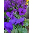 10 stk. frisches Hornveilchen Violettblau~ knospig &...