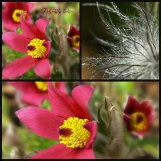 Küchenschelle Pulsatilla Pinwheel rot ~ Frühlingsdesign in rot..!