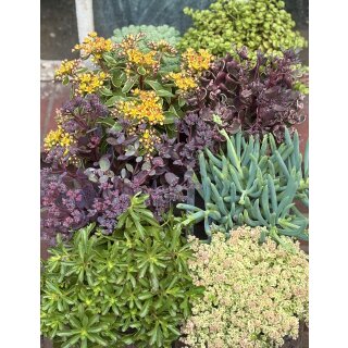 Sedum Fetthenne im Mix 4 Töpfe ~ jetzt attraktiv für Garten- und Kübeldeko ~ pflegeleichte, robuste Staude  ~ Bienenschwarm