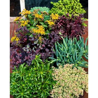 Sedum – Fetthennen-Mix (4 Sorten) im 12cm Topf  ~ winterhart, bienenfreundlich & herrlich pflegeleicht - für Kübel und Garten