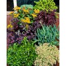 Sedum – Fetthennen-Mix (4 Sorten) im 12cm Topf  ~...