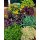 Sedum – Fetthennen-Mix (4 Sorten) im 12cm Topf  ~ winterhart, bienenfreundlich & herrlich pflegeleicht - für Kübel und Garten