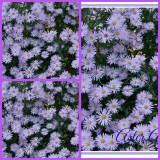 Aster Professor Anton Kippenberg ~im großen XL 3 Liter Topf gewachsen~ blauvioletter Schatz