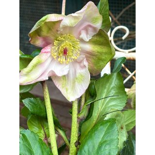 Schneerose ‚Winter Ballet‘ Katie -R- Helleborus im großen xl Topf! Jetzt blühend mit Knospen -Winterzauber Staude- Deko für Kübel und Garten