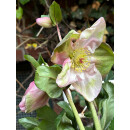 Schneerose ‚Winter Ballet‘ Katie -R-...