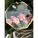 Schneerose ‚Winter Ballet‘ Katie -R- Helleborus im großen xl Topf! Jetzt blühend mit Knospen -Winterzauber Staude- Deko für Kübel und Garten