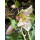 Schneerose ‚Winter Ballet‘ Katie -R- Helleborus im großen xl Topf! Jetzt blühend mit Knospen -Winterzauber Staude- Deko für Kübel und Garten