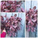 Eukalyptus Populus rot gefärbt ~ Frische Deko ~...
