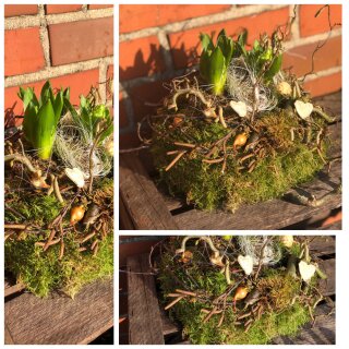 Hyazinthen in Frühlingsnest ~ Moosnest~ca. 23cm ~ frische Frühlingsdeko ~ Flowers