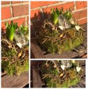 Hyazinthen in Frühlingsnest ~ Moosnest~ca. 23cm ~...