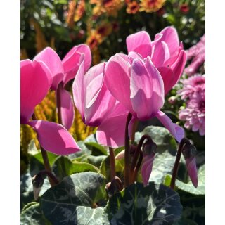 Alpenveilchen im Topf in Rosa -knospig/blühend -Midi- – Cyclamen die dekorative Herbstblüte ..für die Kübelbepflanzung oder als Zimmerpflanze