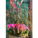 Alpenveilchen im Topf in Rosa -knospig/blühend -Midi- – Cyclamen die dekorative Herbstblüte ..für die Kübelbepflanzung oder als Zimmerpflanze