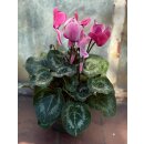 Herbstveilchen im Topf in Rosa -knospig/blühend -Midi- Herbstveilchen die dekorative Herbstblüte ..für die Kübelbepflanzung oder als Zimmerpflanze