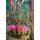 Herbstveilchen im Topf in Rosa -knospig/blühend -Midi- Herbstveilchen die dekorative Herbstblüte ..für die Kübelbepflanzung oder als Zimmerpflanze