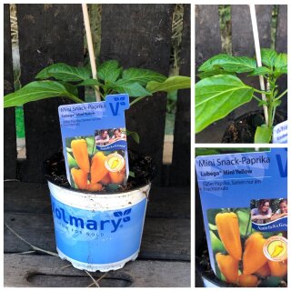Lubega® Mini Snack Paprika Orange-Jungpflanze im großen Topf~hoher Ertrag ~Gemüsegarten ~ Zeit für Genuss