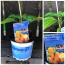 Lubega® Mini Snack Paprika Orange-Jungpflanze im...