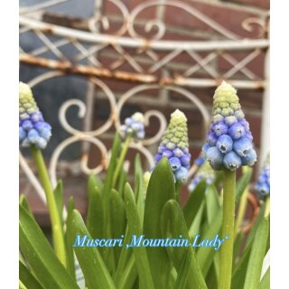 Muscari "Mountain Lady im Topf jetzt knospig/blühend ~ Traumhafte Perlhyazinthe ~ Frühling - Naturdeko für Garten oder Töpfe