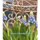 Muscari "Mountain Lady im Topf jetzt...
