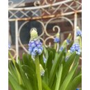 Muscari "Mountain Lady im Topf jetzt...