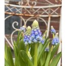 Muscari "Mountain Lady im Topf jetzt knospig/blühend ~ Traumhafte Perlhyazinthe ~ Frühling - Naturdeko für Garten oder Töpfe