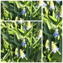 Muscari "Mountain Lady im Topf jetzt knospig/blühend ~ Traumhafte Perlhyazinthe ~ Frühling - Naturdeko für Garten oder Töpfe