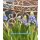 Muscari "Mountain Lady im Topf jetzt knospig/blühend ~ Traumhafte Perlhyazinthe ~ Frühling - Naturdeko für Garten oder Töpfe