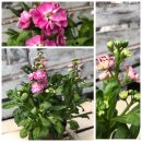 Levkojen rosa im Topf ~ Sommerblumen mit Charme ~ jetzt...