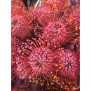 Nadelkissen in Rosa  - Leucospermum ~ tolle Deko für...
