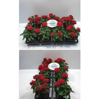 Verbene Feuer- Rot~ üppige Blütenpracht von Mai bis Oktober~ Sommerblume mit Farbeffekt