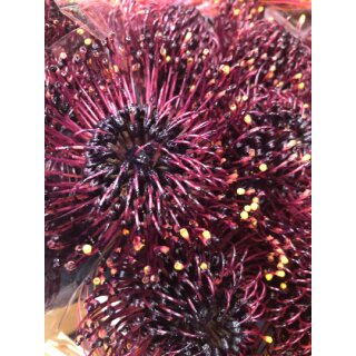 Nadelkissen dunkel Bordeauxrot - Leucospermum ~ tolle Deko für die Vase und zum Trocknen ~ frische Blumen in toller Optik und super Haltbarkeit