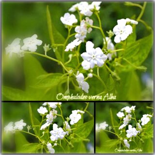 weißes Gedenkemein Omphalodes verna alba im Topf ~ verspielt und elegant