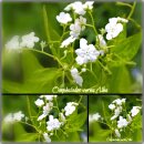 weißes Gedenkemein Omphalodes verna alba im Topf ~...