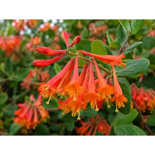 Lonicera Dropmore Scarlet 60/100 cm~ Geißschlinge -Kletterpflanze dauerblühend mit Farbcharme