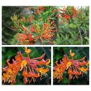 Lonicera Dropmore Scarlet 60/100 ~ Geißschlinge -...