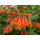 Lonicera Dropmore Scarlet 60/100 cm~ Geißschlinge -Kletterpflanze dauerblühend mit Farbcharme