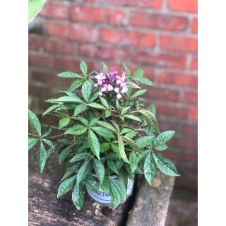Spinnenblume - Cleome  pink/lila- jetzt knospig/blühend ~ Zierpflanze für Garten Kübel und Balkon ~ knospig