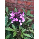 Spinnenblume - Cleome  pink/lila- jetzt knospig/blühend ~ Zierpflanze für Garten Kübel und Balkon ~ knospig