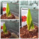 Mini Amaryllis Kolibri zweifarbig im Topf ~ zauberhafte...