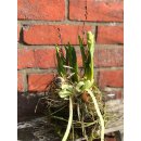 Mooskugel mit zauberhafter, mehrblütiger &...