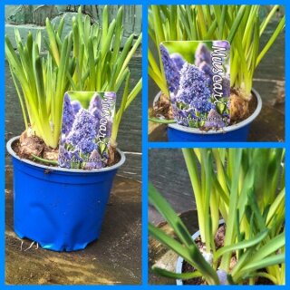 Muscari "Blue Spike"~Gefüllte-Traubenhyazinthe -jetzt knospig/blühend~ Besonders~