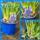 Muscari "Blue...