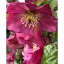 Rote Schneerose aus Ice N Roses Red- Helleborus im...