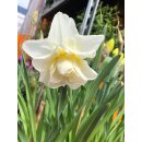 Narzisse Obdam im Topf gewachsen ~ für Garten und...